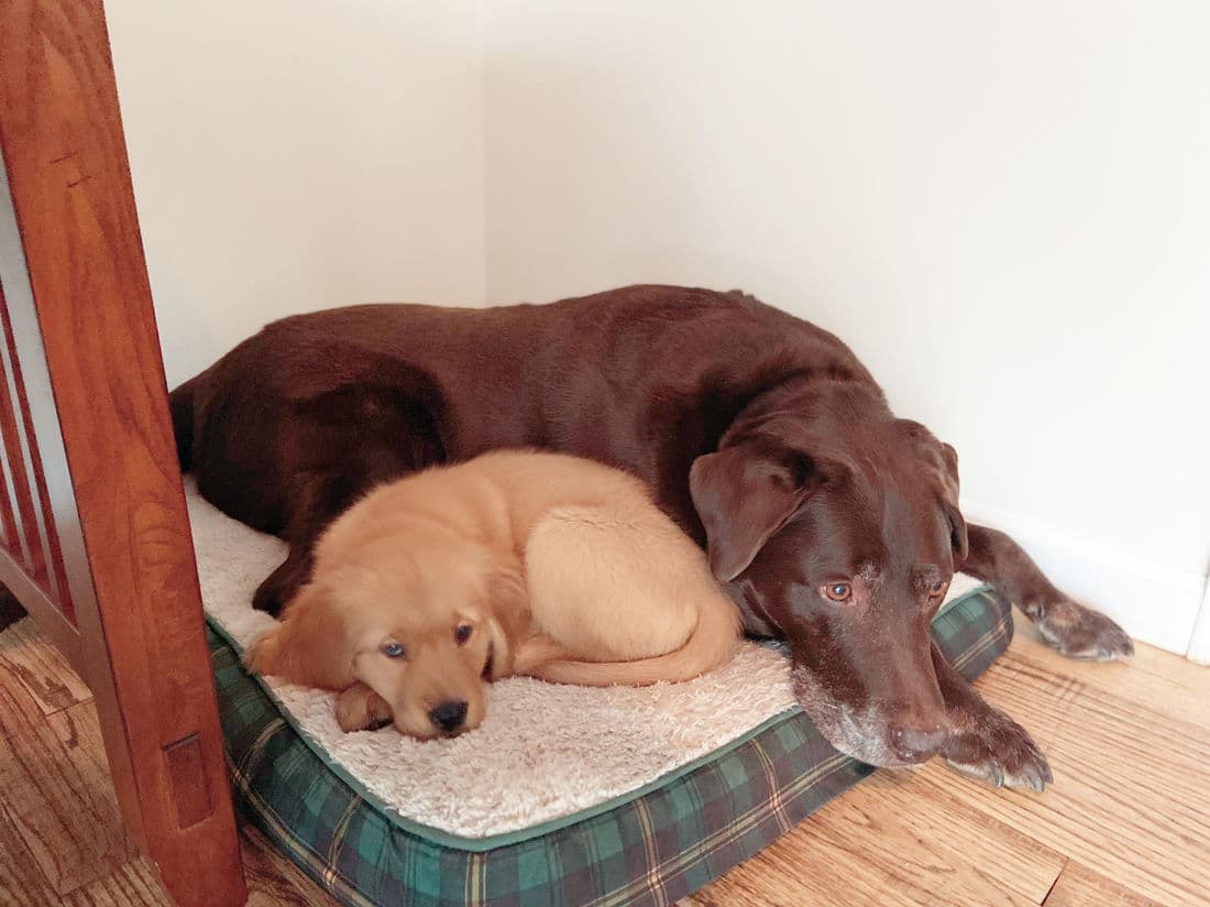 A Studley Hill Golden Retriever home with their family