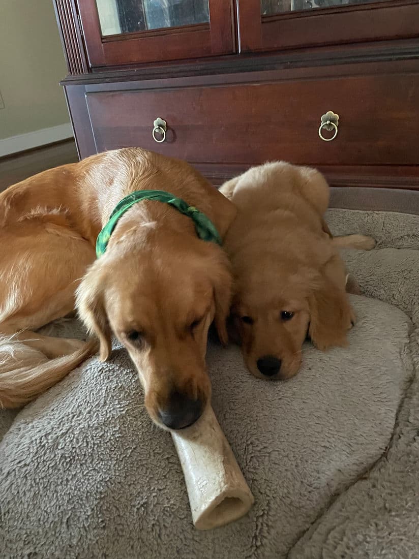 A Studley Hill Golden Retriever home with their family