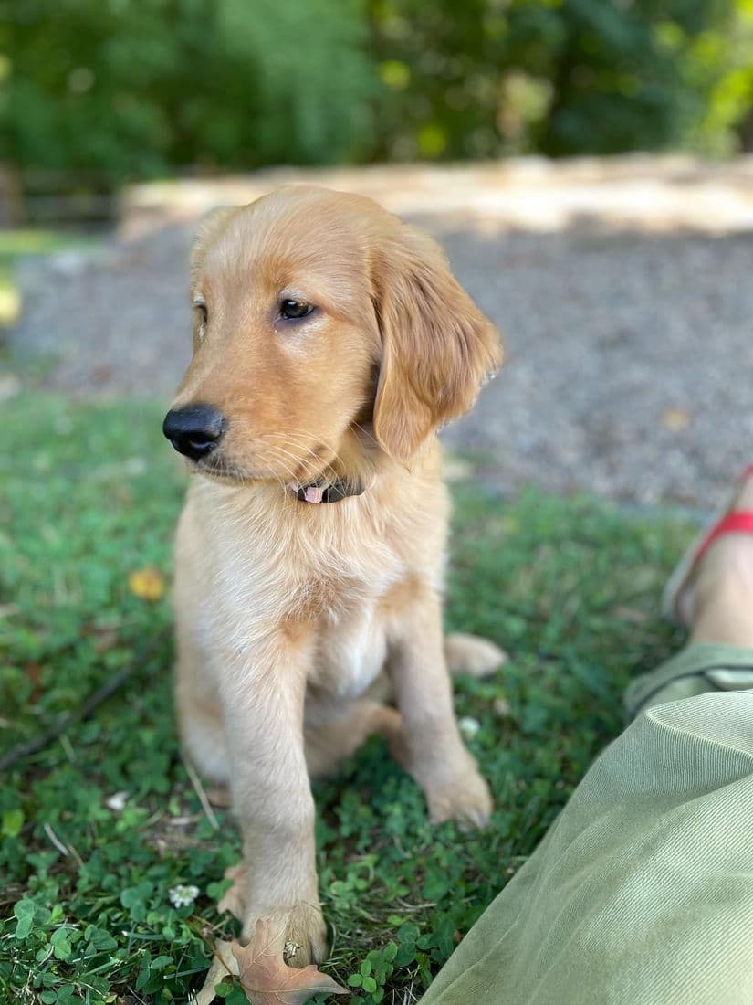 A Studley Hill Golden Retriever home with their family