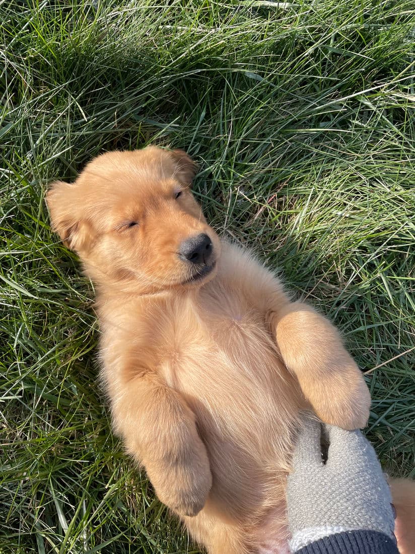 A Studley Hill Golden Retriever home with their family