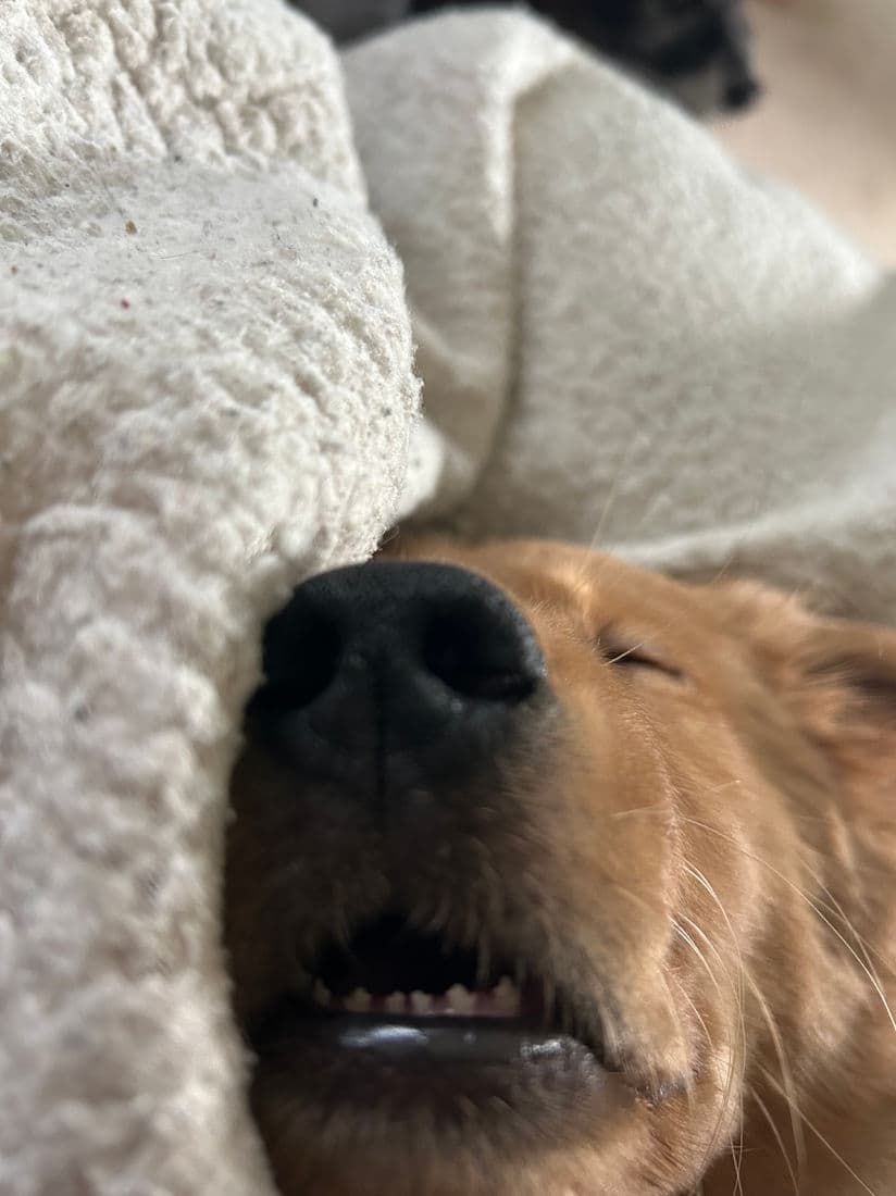 A Studley Hill Golden Retriever home with their family