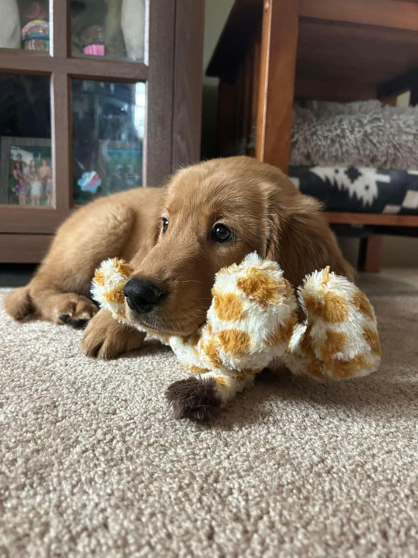 A Studley Hill Golden Retriever home with their family