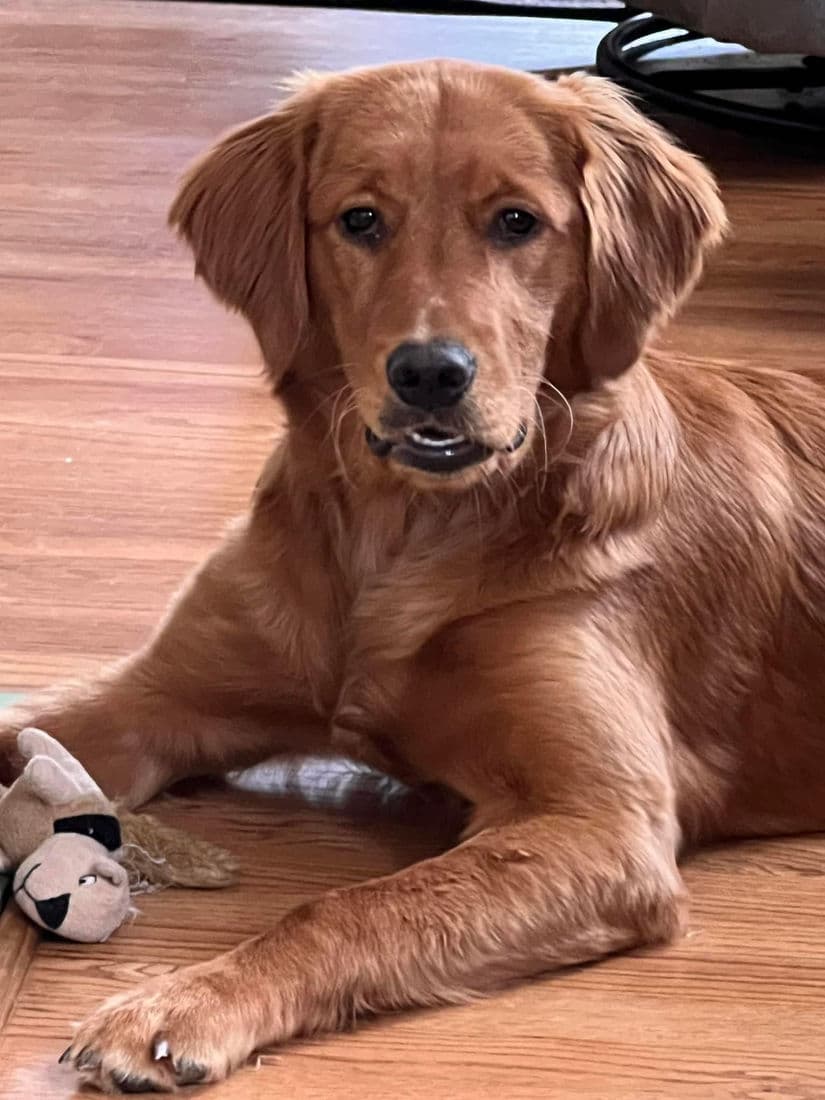 A Studley Hill Golden Retriever home with their family