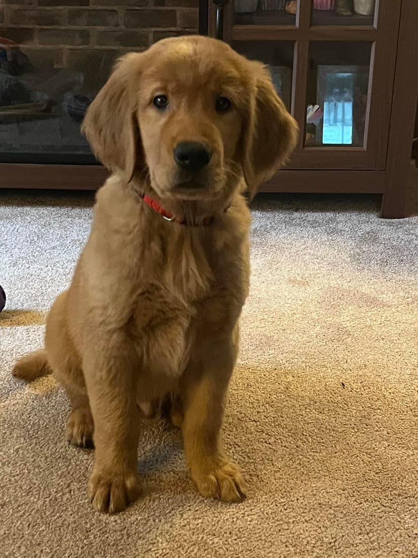 A Studley Hill Golden Retriever home with their family