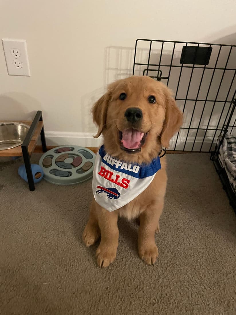 A Studley Hill Golden Retriever home with their family