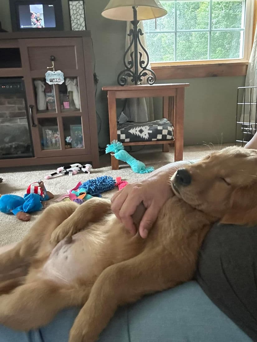 A Studley Hill Golden Retriever home with their family