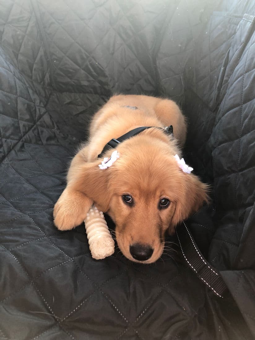 A Studley Hill Golden Retriever home with their family