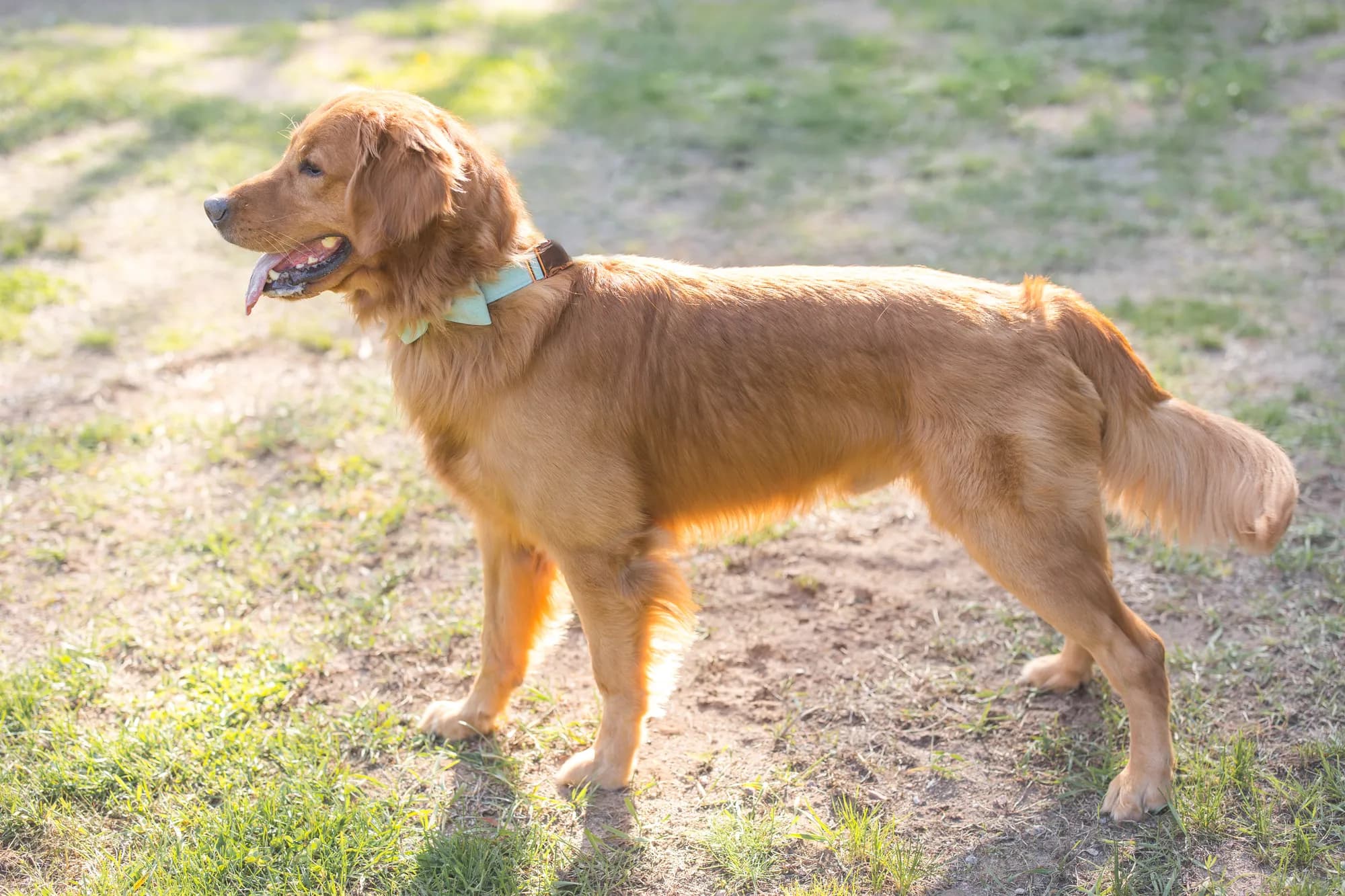 A Studley Hill Golden Retriever in golden-hour light