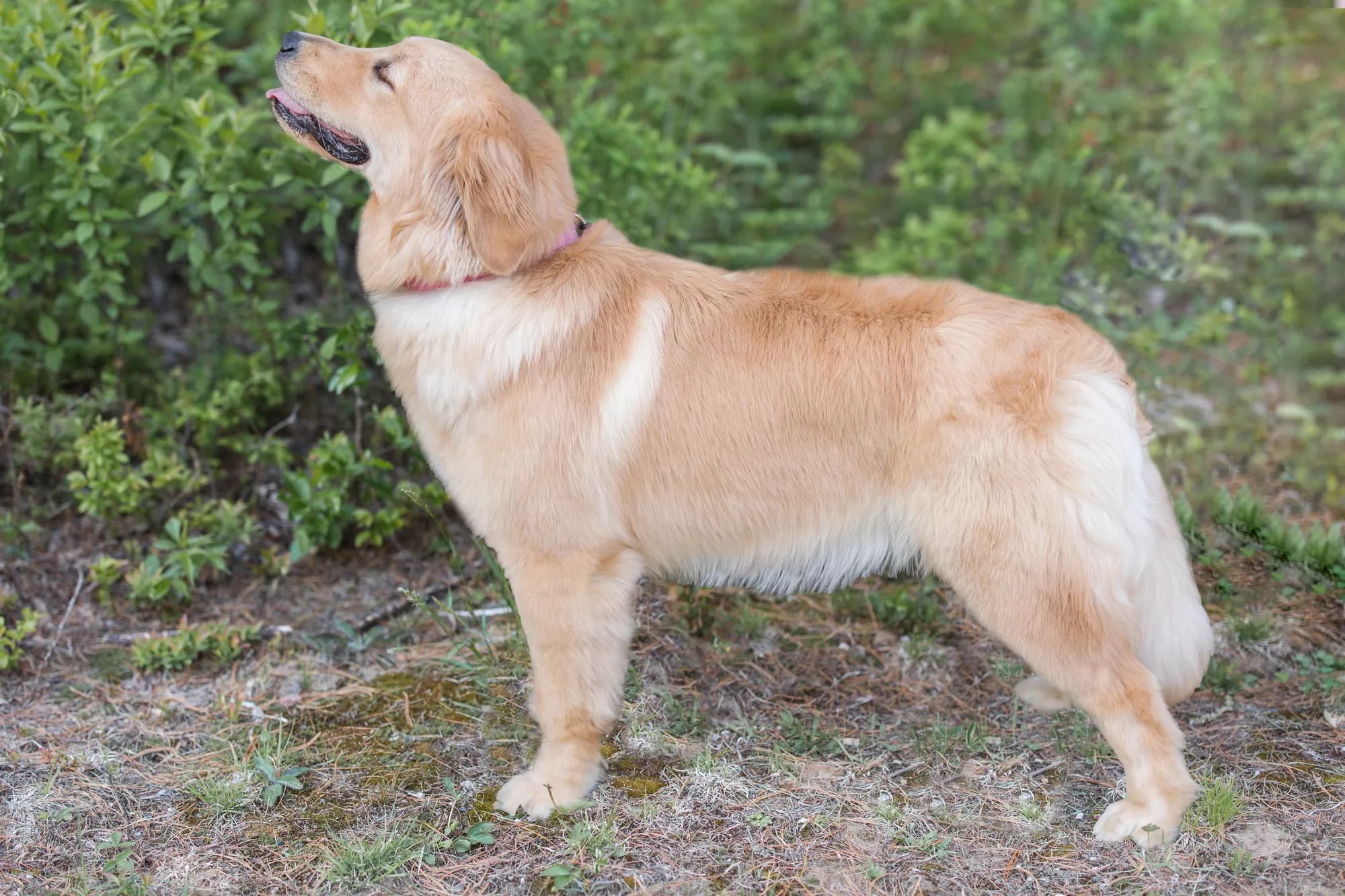 A Studley Hill Golden Retriever in the greenery