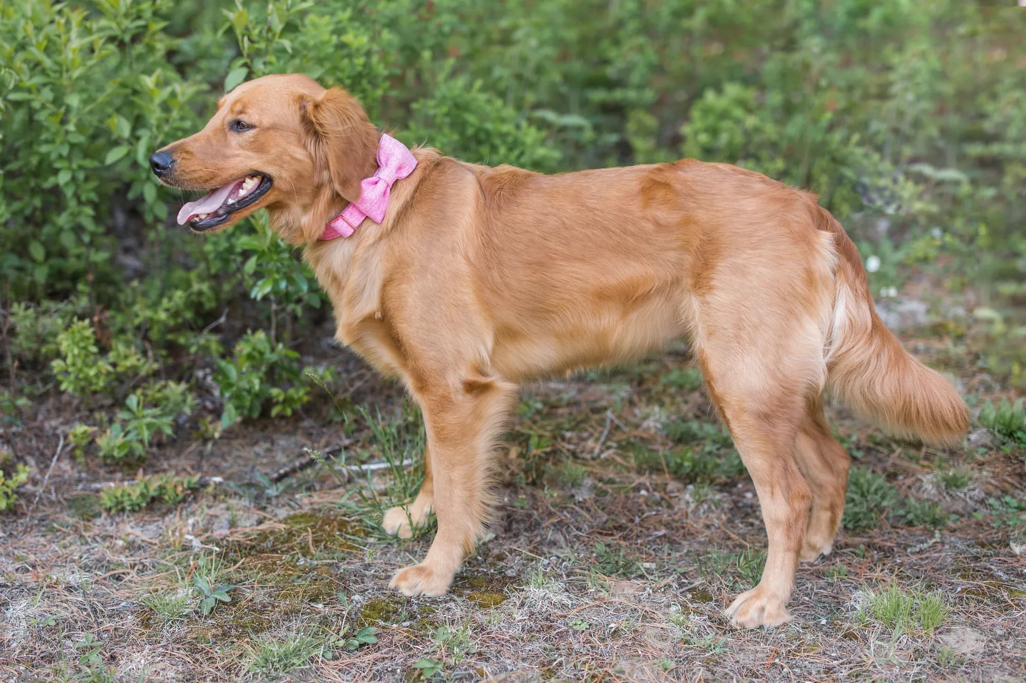 A Studley Hill Golden Retriever standing outdoors