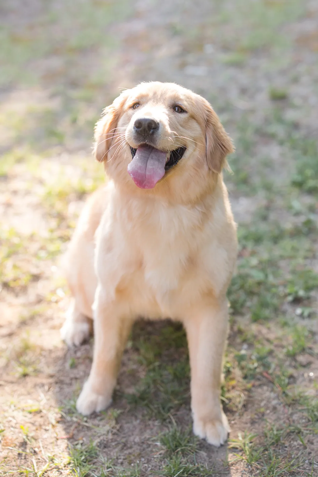 A Studley Hill Golden Retriever
