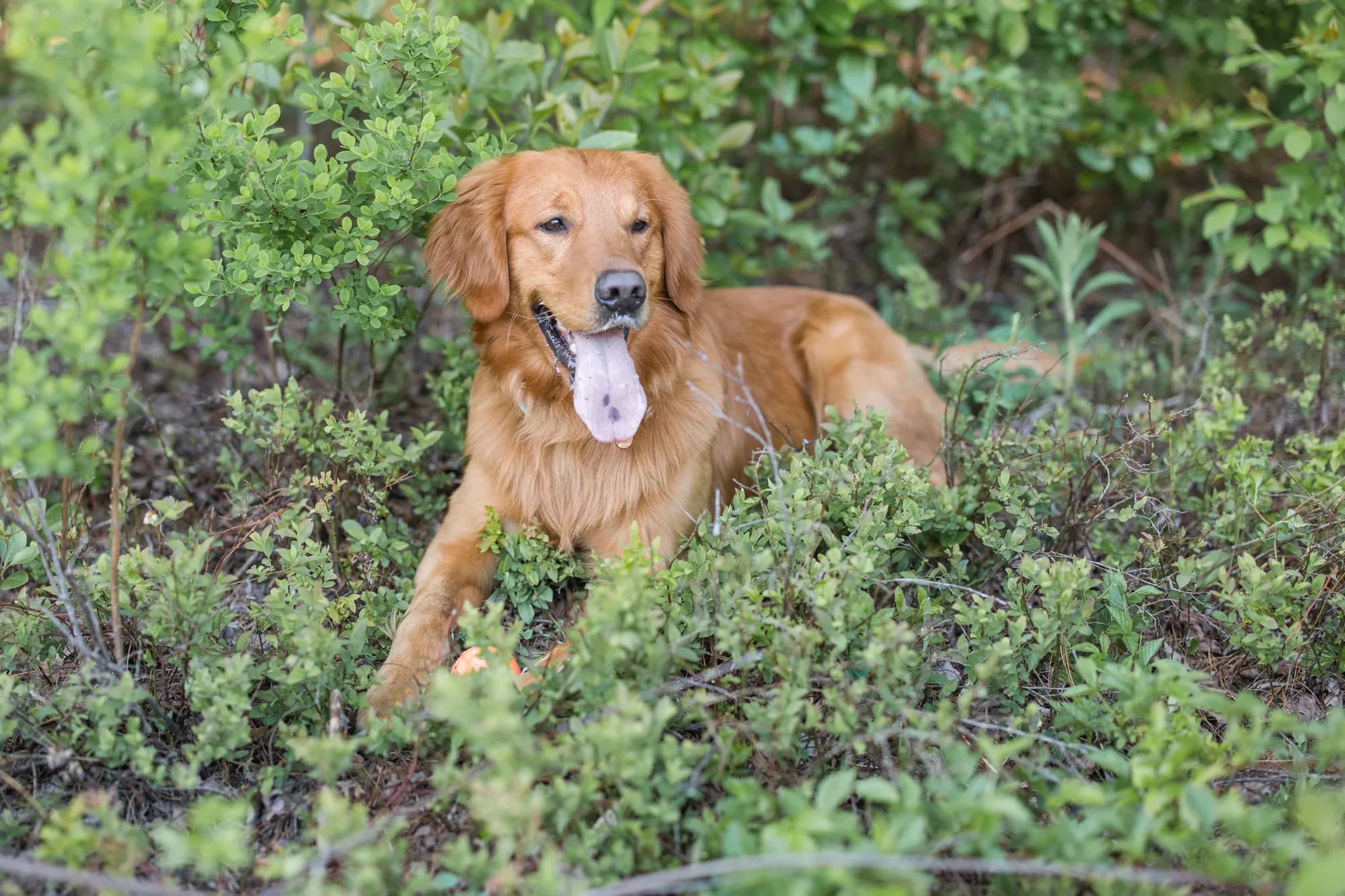 A Studley Hill Golden Retriever resting in the greenery